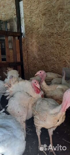 Мясо домашней индейки, кур бройлеров, утки