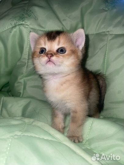 Котята золотая шиншилла