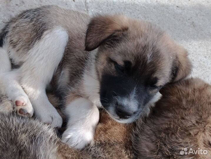 Отдам даром щенков