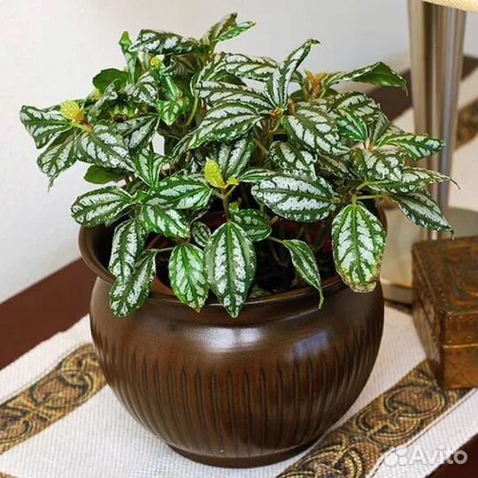 Продам цветы комнатные