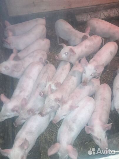 Поросята