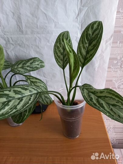 Каллизия Аглаонема Традесканция