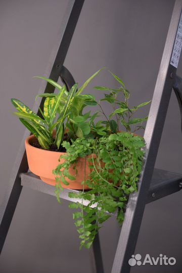 Растения в кашпо