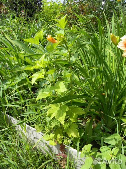 Спирея, чубушник, скумпия, пузыреплодник