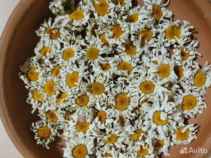 Нивяник ромашка крупная