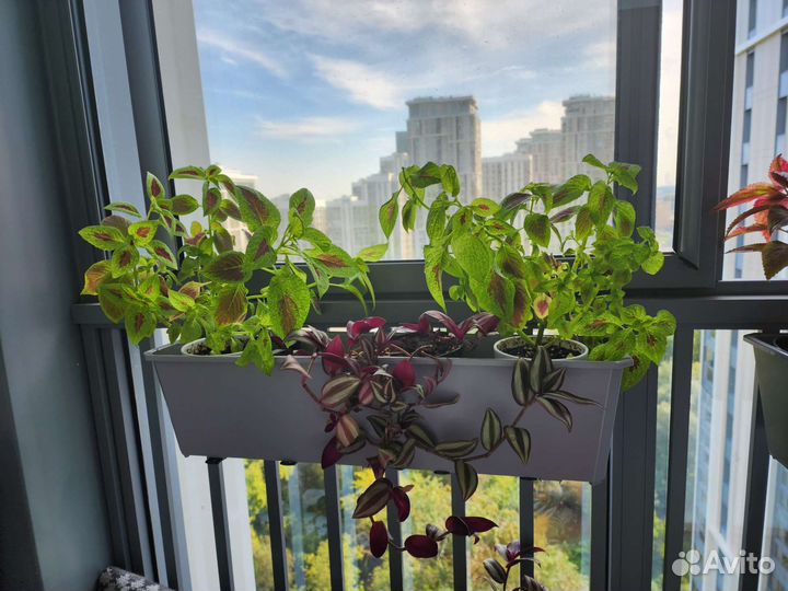 Комнатные цветы