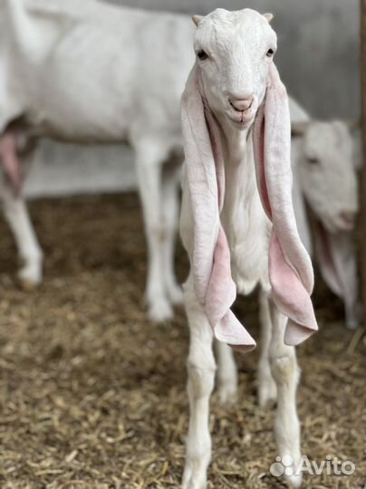 Козы гулаби 100%