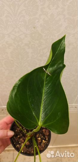 Антуриум Андрэ Фламинго Пинк