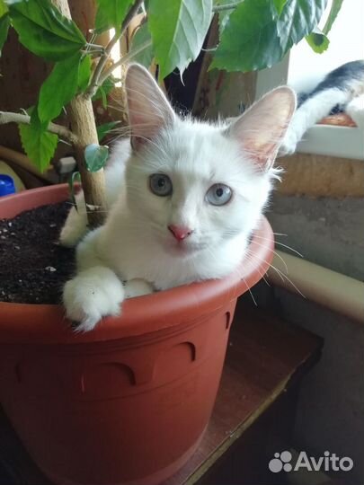 Кошечка в добрые руки всё кушает к лотку преучина