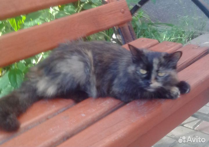 Ласковая молодая кисуля Маргоша