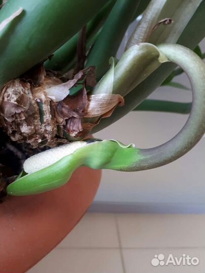 Замиокулькас