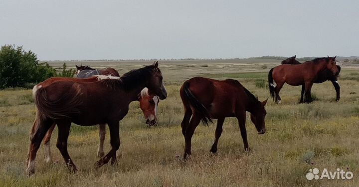 Лошади жеребята