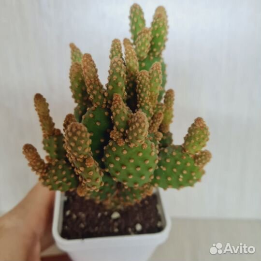 Кактус опунция мелковолосистая суккулент