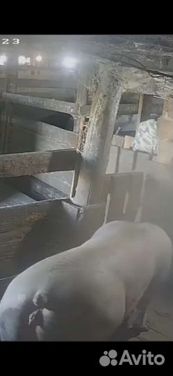 Чистопородные пьетрен макстер