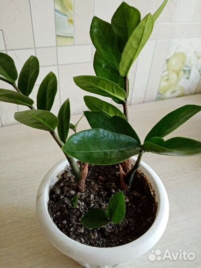 Замиокулькас вариегатный