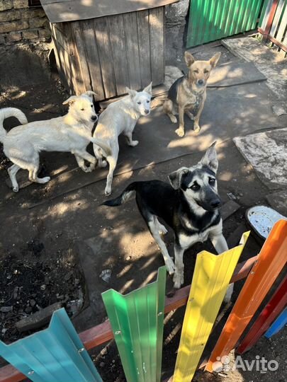 Собака в добрые руки отдам бесплатно