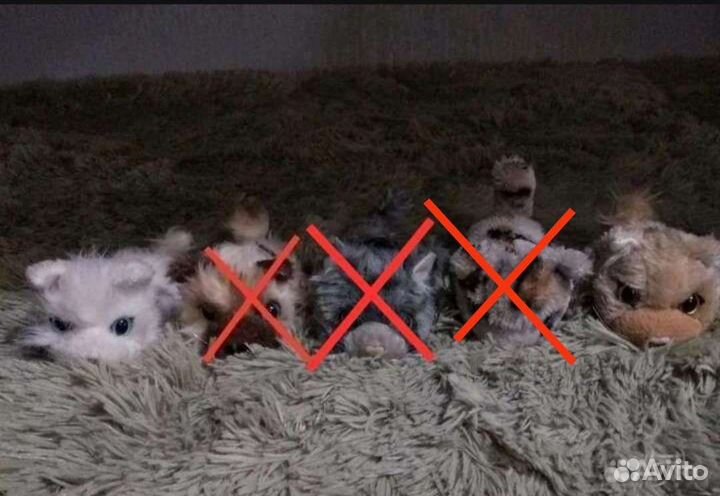 Игрушки THE DOG & THE CAT