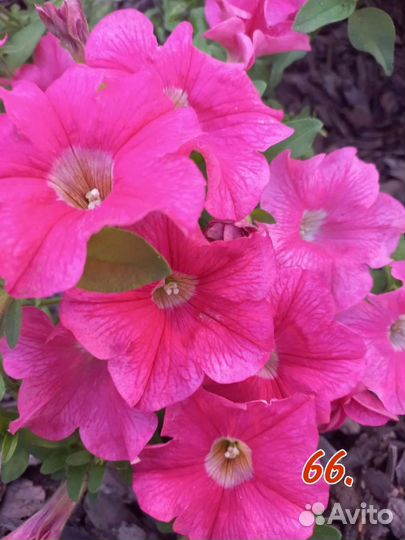 Петуния калибрахоа петхоа