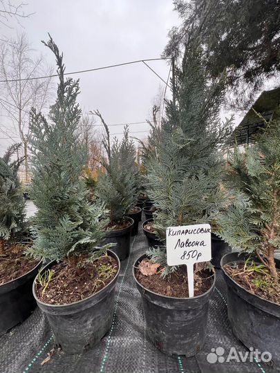 Саженцы хвойных растений туя, можжевельник