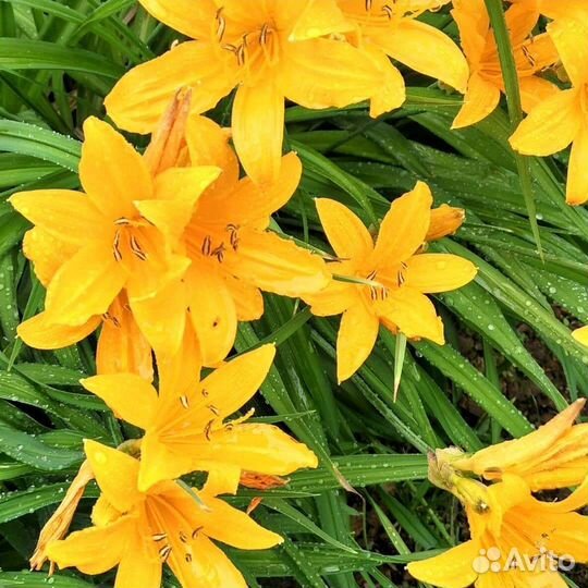 Лилейник ранний