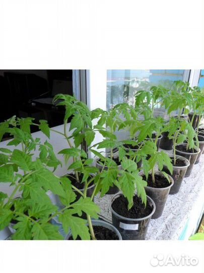 Рассада помидор и перца сладкого /Привезу