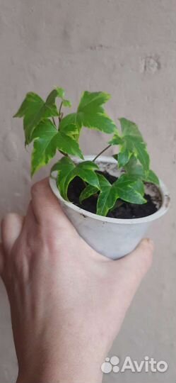 Плющ пестролистный, хедера хеликс