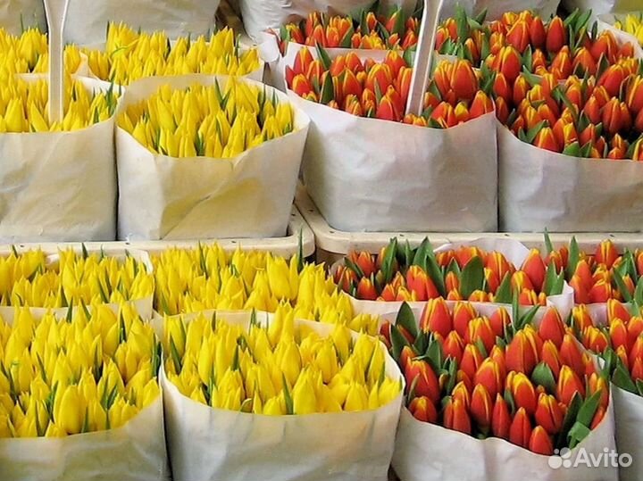 Тюльпаны оптом
