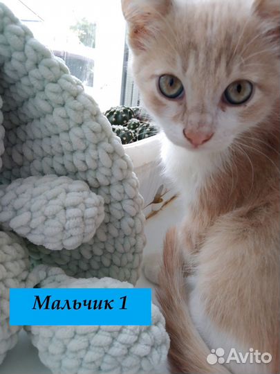 Котята в добрые руки