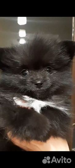 Немецкий шпиц