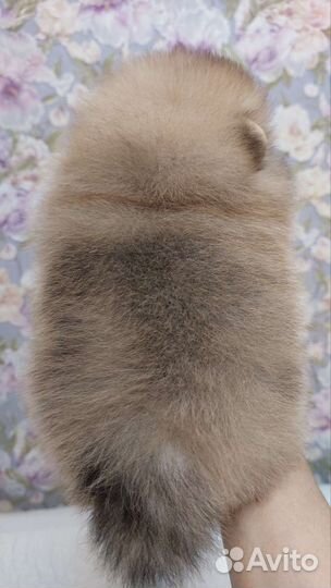 Померанский шпиц медвежьего типа