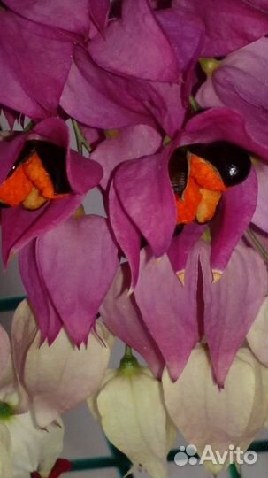 Клеродендрум Томсона