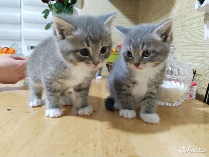 В добрые руки бесплатно