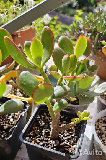 Крассула Сансет, Sunset