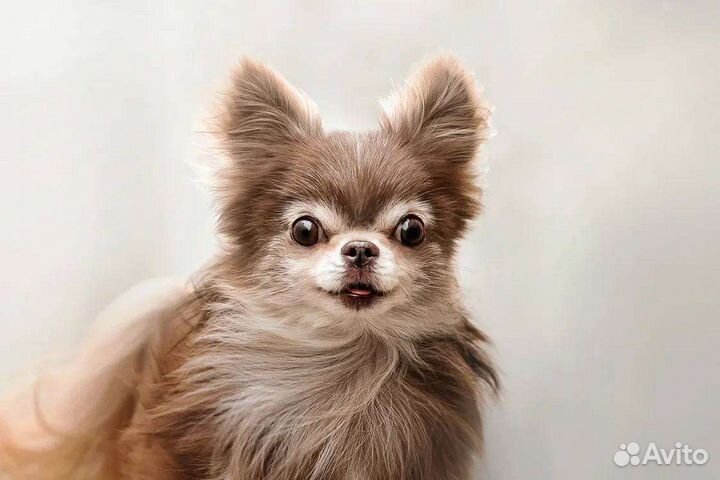 Открыт для вязок кобель чихуахуа