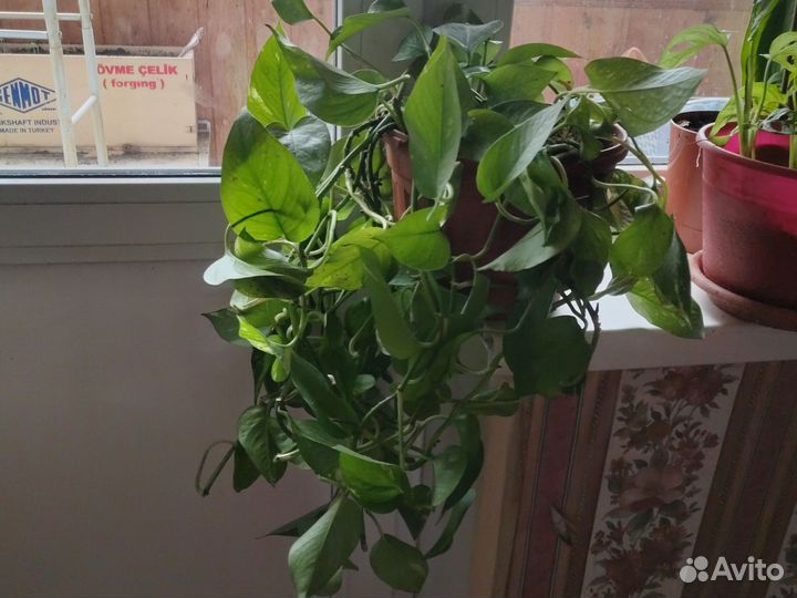 Продам цветы комнатные