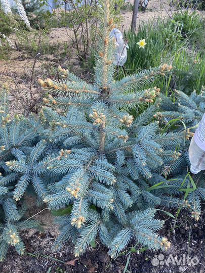 Ель голубая