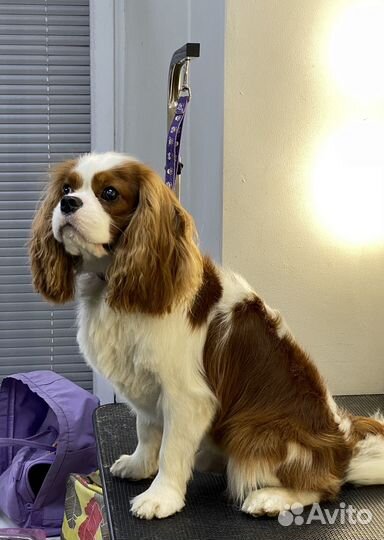 Стрижки собак и кошек в Москве