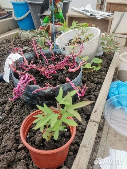 Батат рассада