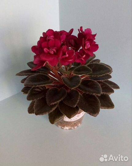 Листы сортовых мини фиалок