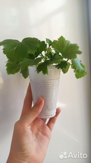 Пеларгония герань Королевская