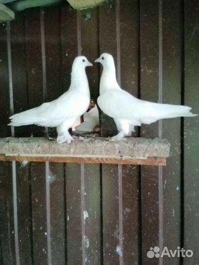 Продам белых голубей