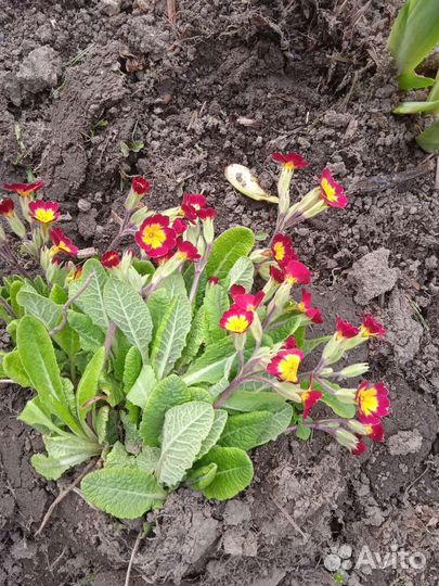 Рассада многолетних цветов