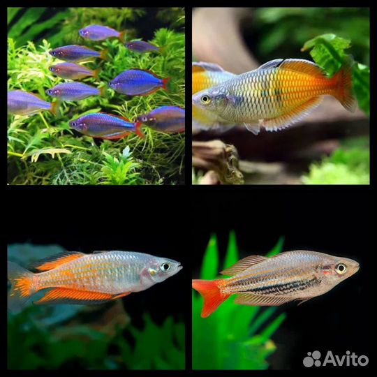 Аквариумные рыбки,улитки,раки,крабы