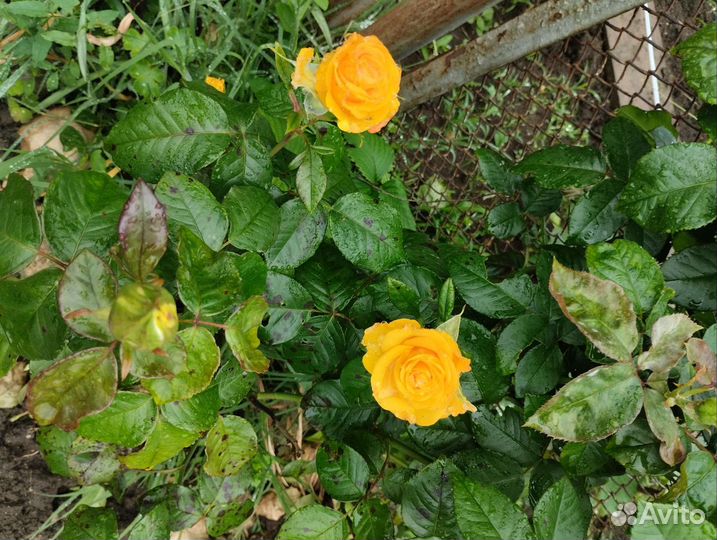 Лилейник и микро роза, мини роза