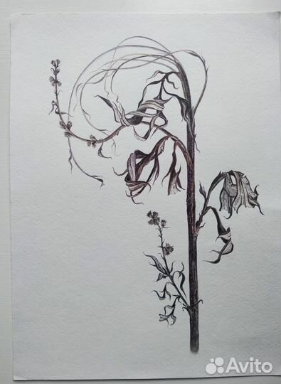 Акварельные картины