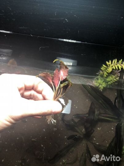 Аквариумные растения