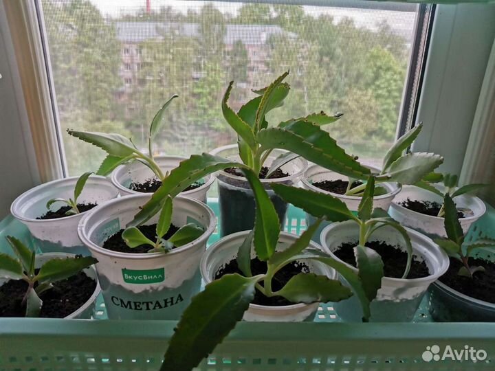 Каланхоэ лечебное. Каланхоэ - чихалочка