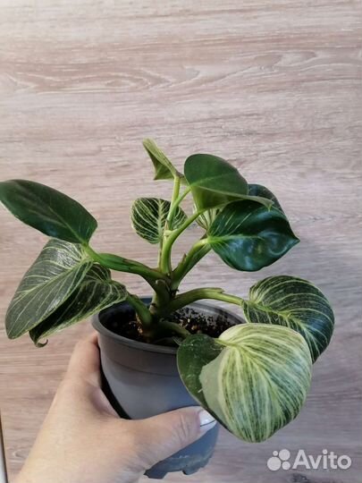 Филодендрон биркин