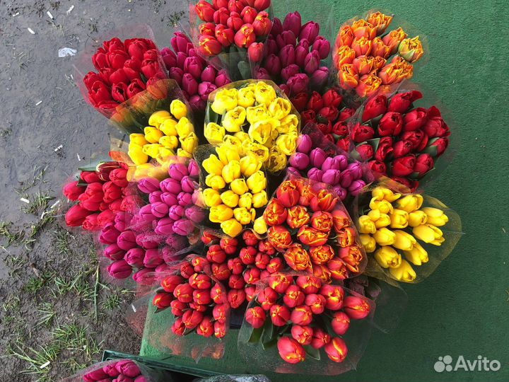 Все виды тяльпанов мимоза горки город пешеходка