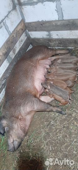 Поросята породы дюрок